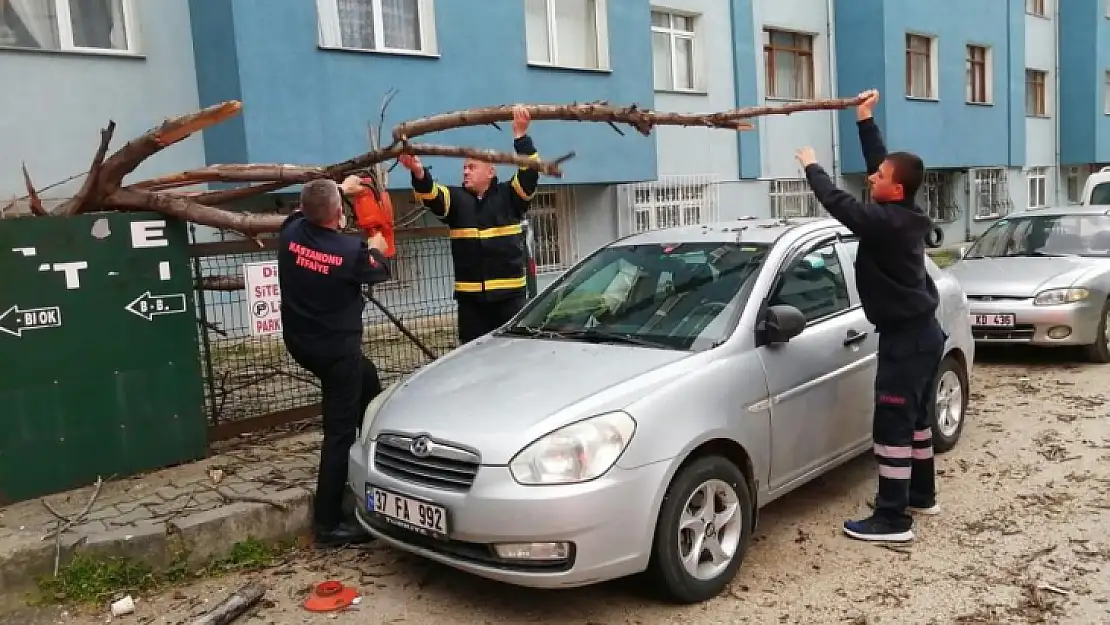 Rüzgarda devrilen ağaç otomobili