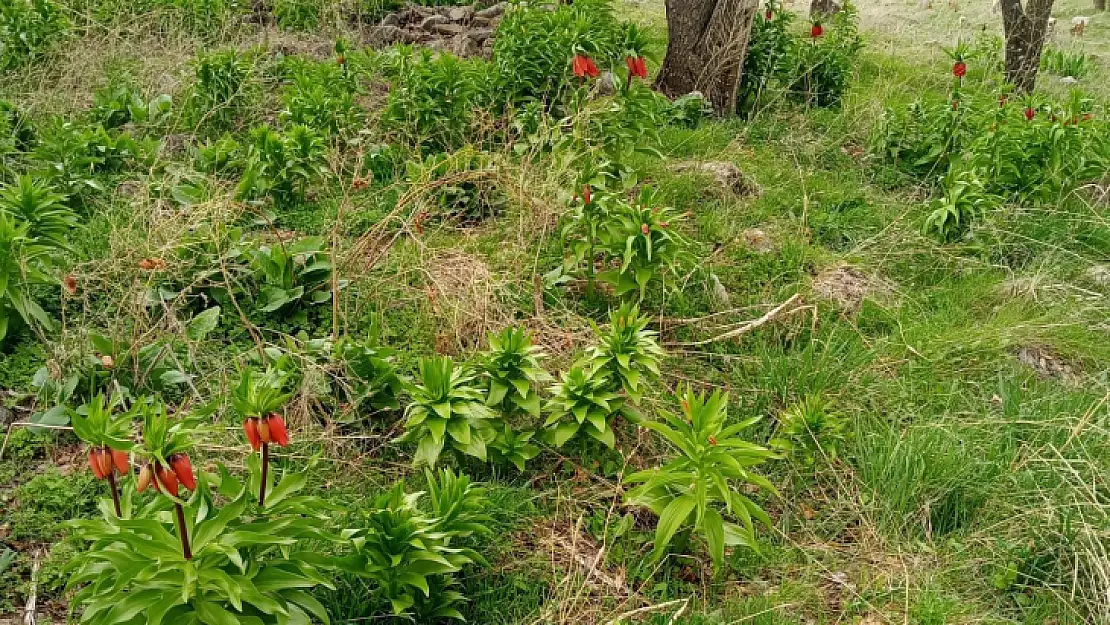 Sadece 20 gün yaşıyor, koparmanın cezası 244 bin lira   