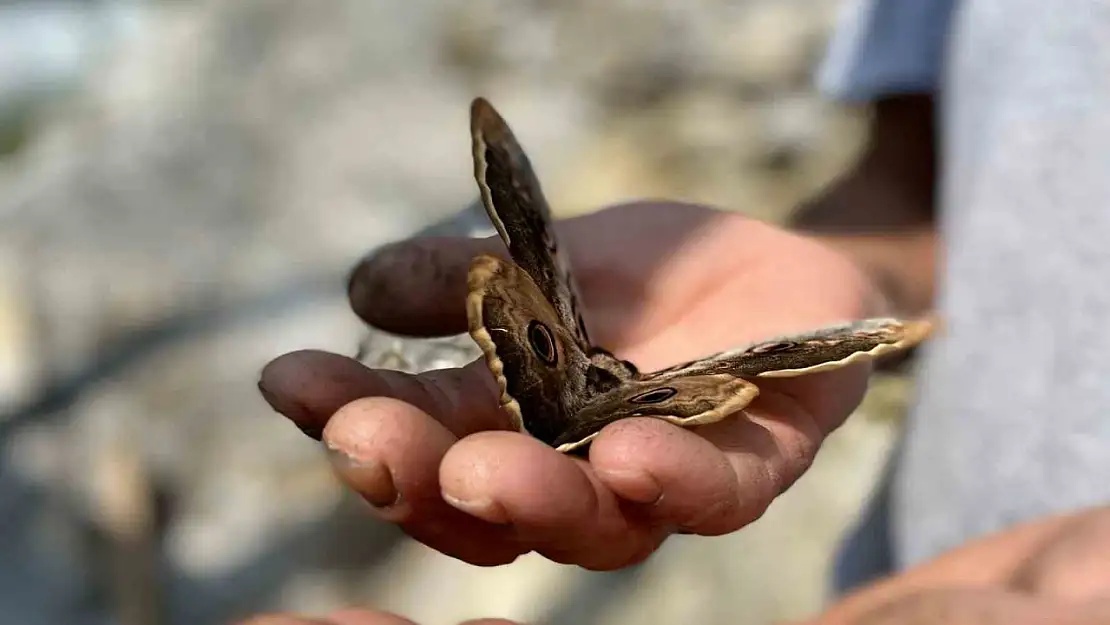 Saha çalışmasında bulduğu kelebek ilgi odağı oldu