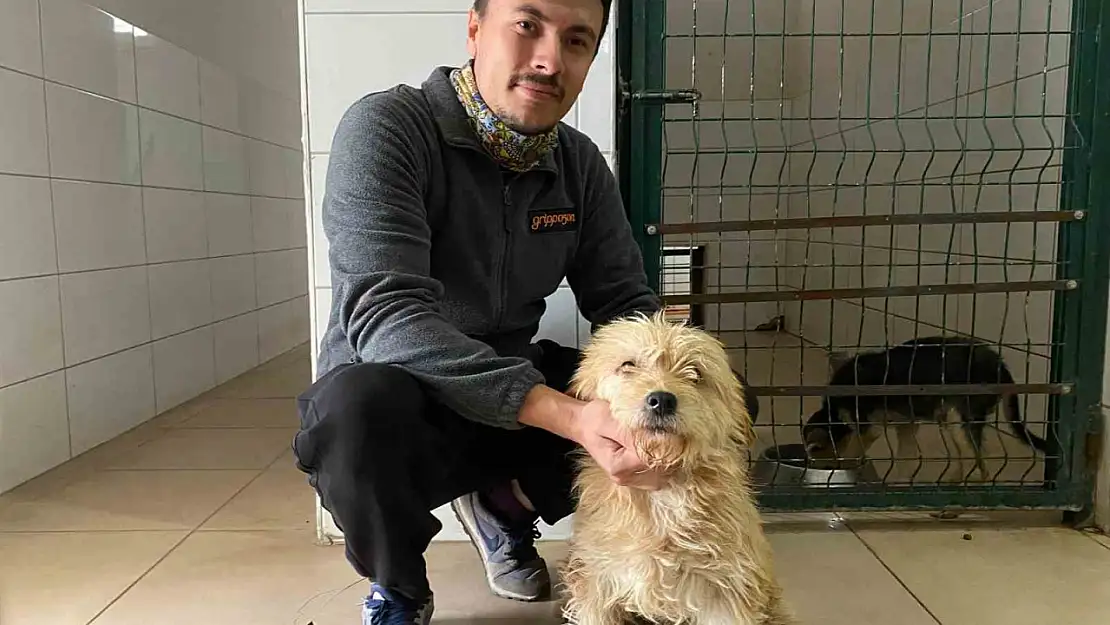 Sahipsiz köpeğe tümör ameliyatı