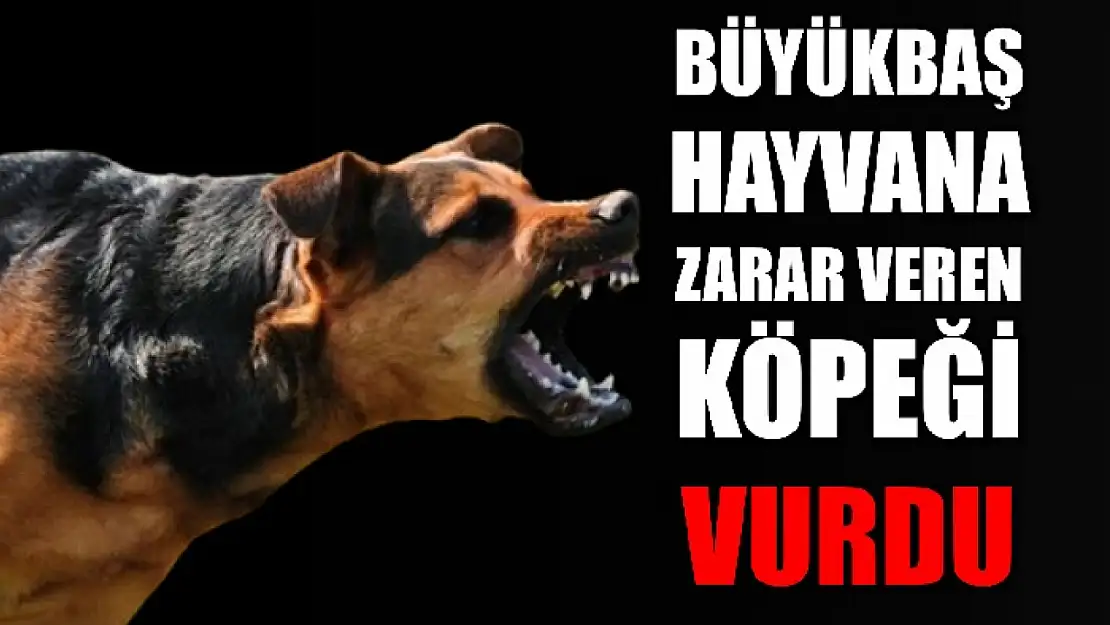 Sahipsiz sokak köpeğini öldürdü