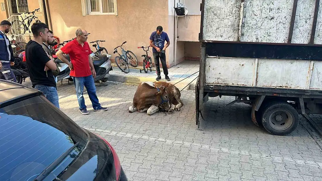 Sancaktepe'de kaçan kurbanlık yakalandı, 1 kişi yaralandı