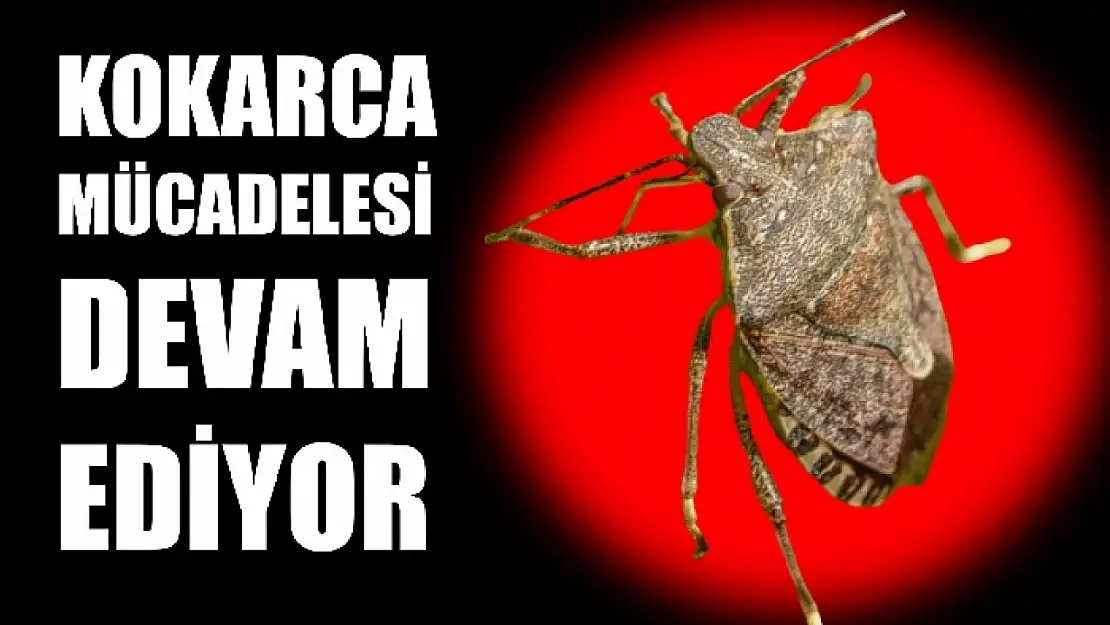 Savaşçı böcekler doğaya salınacak