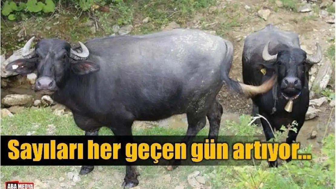 SAYILARI HER GEÇEN GÜN ARTIYOR - BARTIN