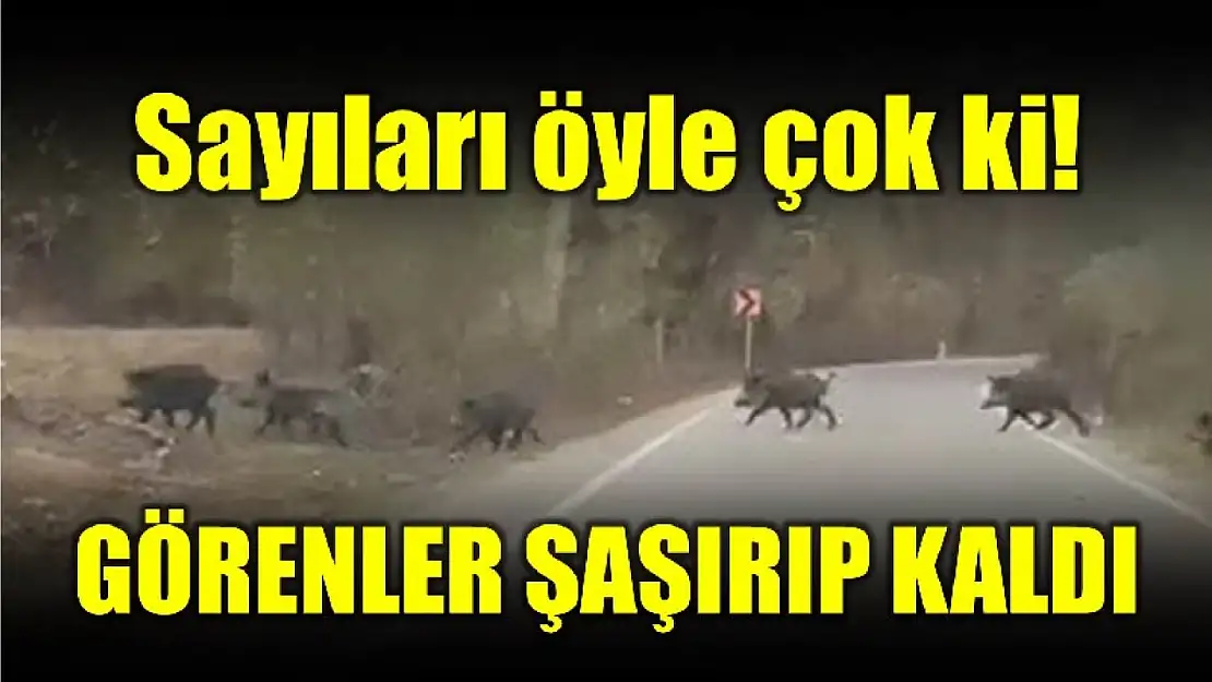 Sayıları öyle çok ki