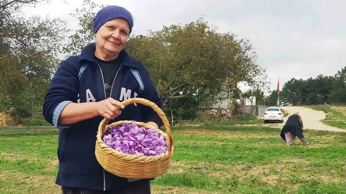 Serin hava 'dünyanın en pahalı baharatı'nda çiçeklenmeyi artırdı