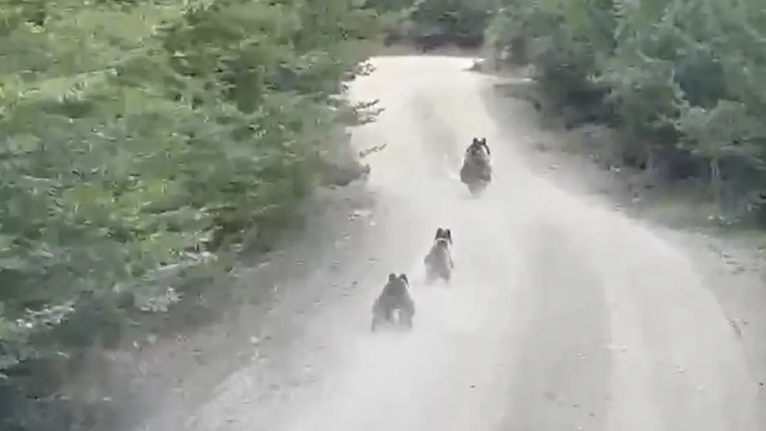 Seyir halindeki aracın önüne çıkan ayı ve yavruları kamerada