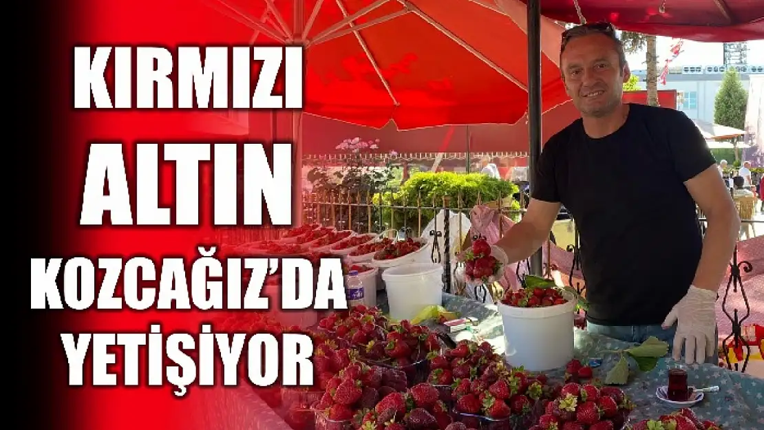 Sezon sonuna kadar 40 ton hasat bekleniyor