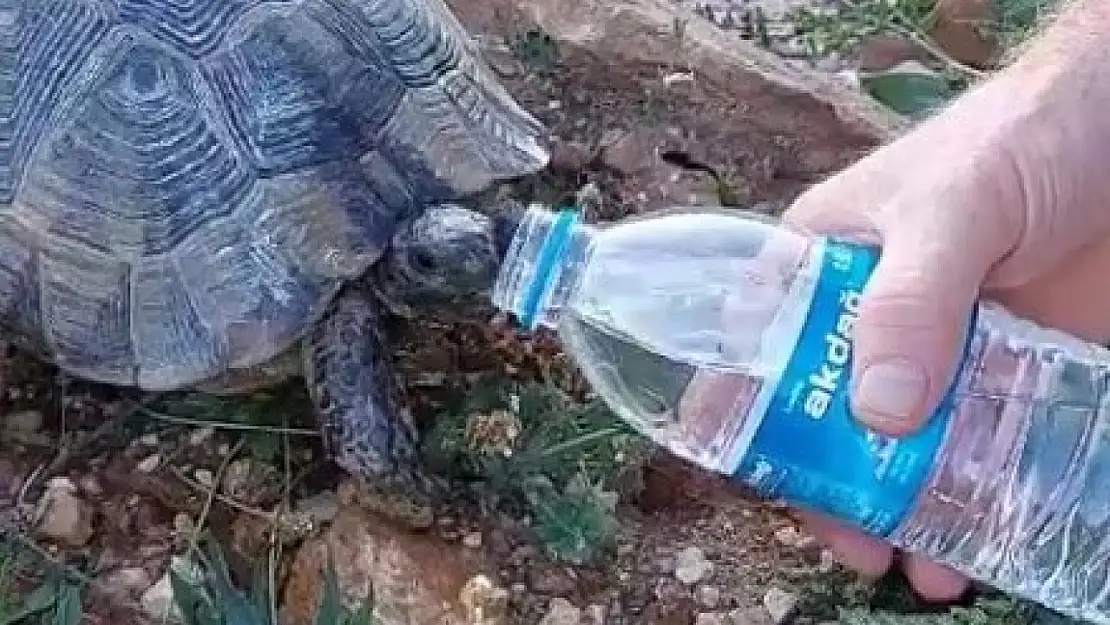 Sıcaktan bunalan kaplumbağaya elleriyle su içirdi