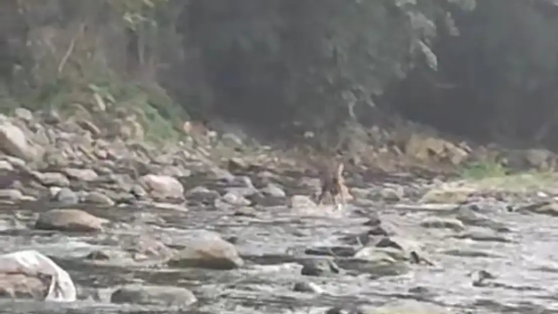 Sıcaktan bunalan karaca serinlemek için girdiği derede görüntülendi