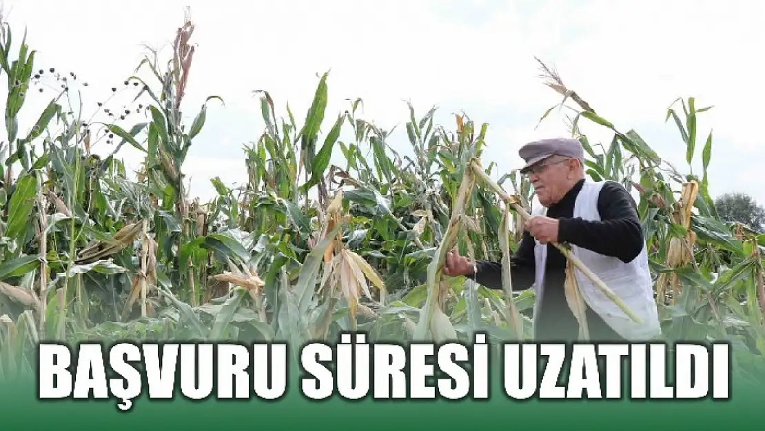 Silajlık mısır alacaklar dikkat