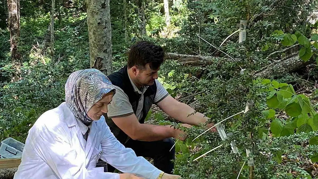 Şimşir Güvesine karşı biyolojik mücadele