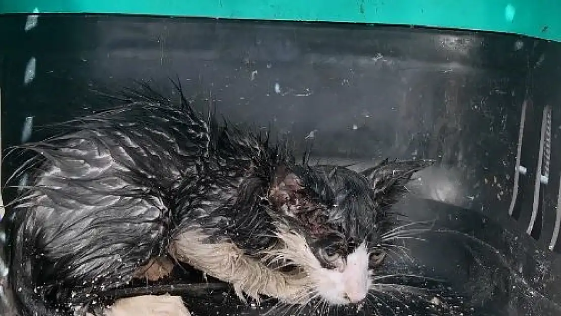 Su borusuna sıkışan yavru kedi için seferber oldular