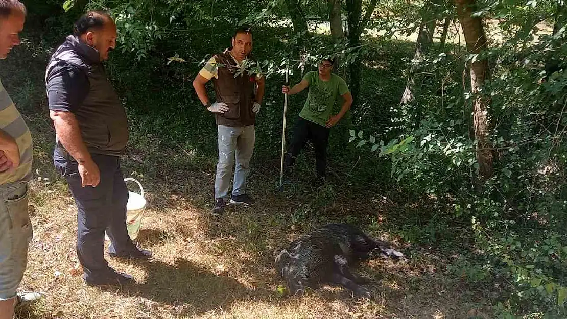 Yaban domuzu DKMP ekiplerince kurtarıldı