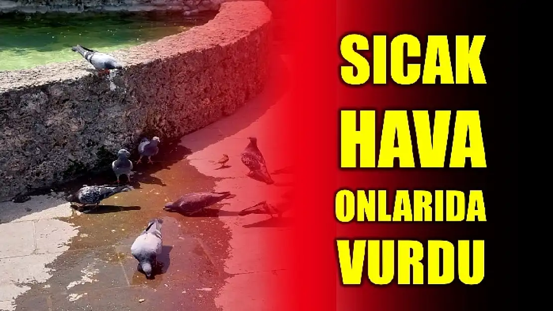 Süs havuzunda serinlediler