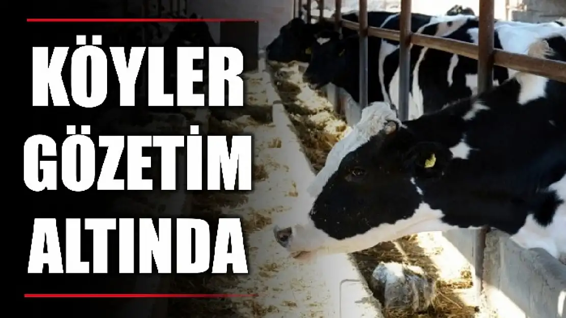 Tarım Müdürlüğünden şap uyarısı
