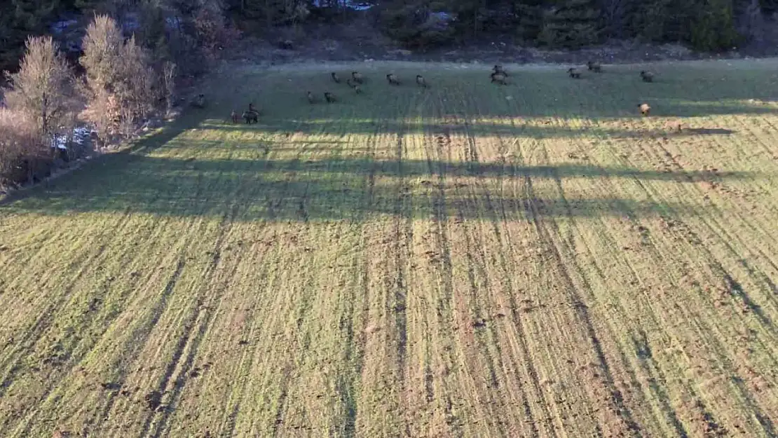 Tarlada yiyecek arayan domuz sürüsü dronla görüntülendi