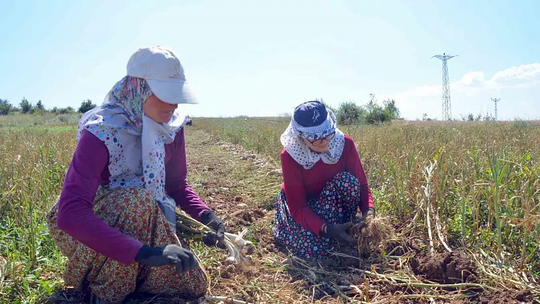 Taşköprü sarımsağı yetiştirilen tarlalarda okul harçlığı mesaisi