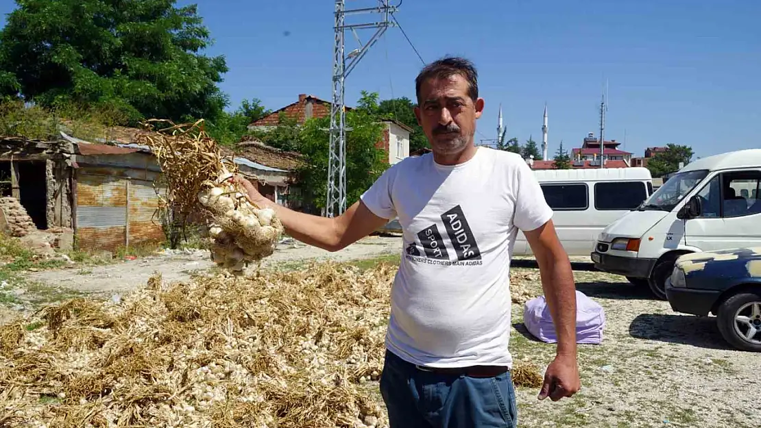 Taşköprü sarımsağında verim kaybı