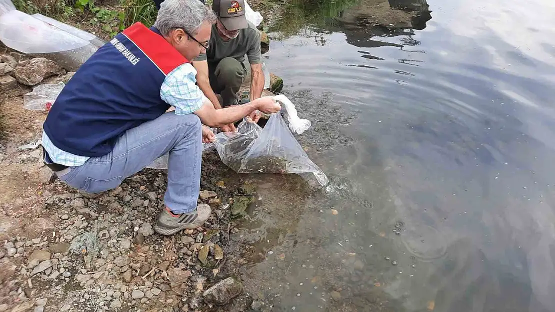 Topuk Yaylası göletine 100 bin adet pullu sazan yavrusu bırakıldı