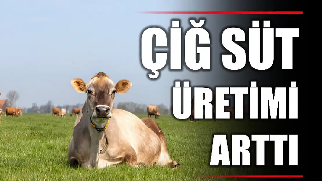 TÜİK açıkladı