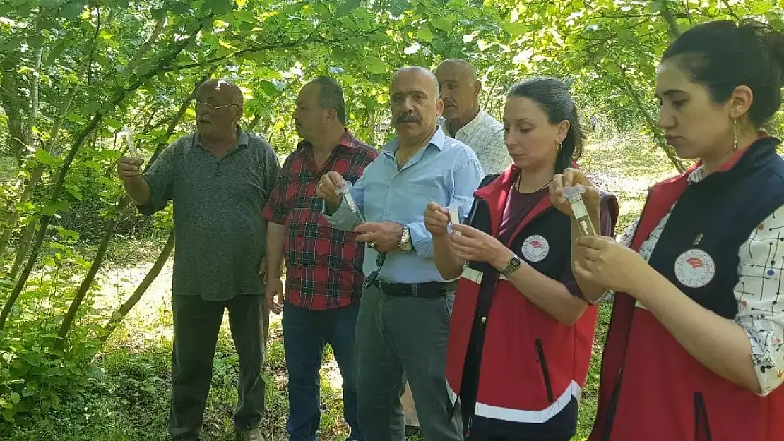 Türkeli'de samuray arısı doğaya salındı