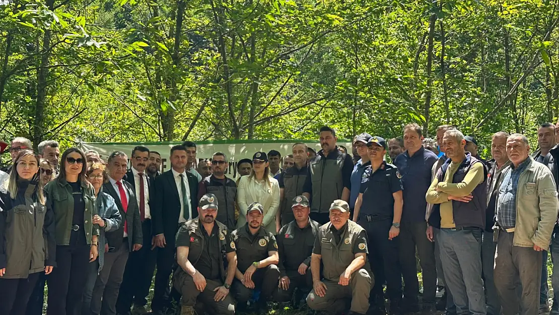 Ulus ve Kurucaşile'de gal arısıyla mücadele