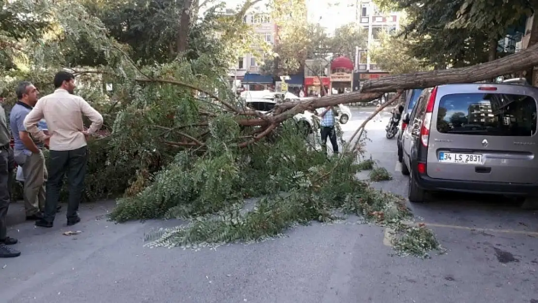 Üzerine ağaç devrilen kadın hayatını kaybetti