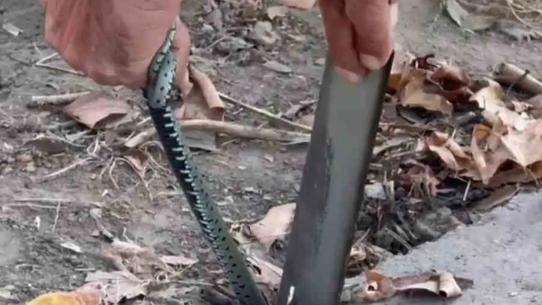 Vatandaştan yılan kurtarma operasyonu