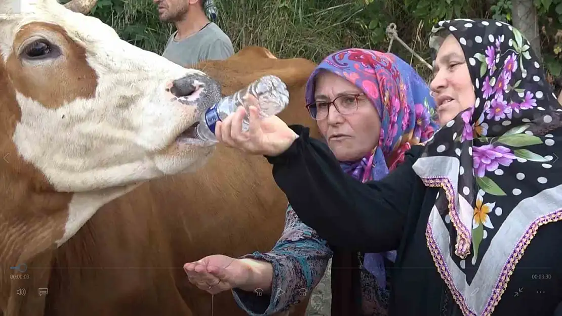 Susuz kalan köylü yol kapattı, pet şişeyle ineklerine su içirdi