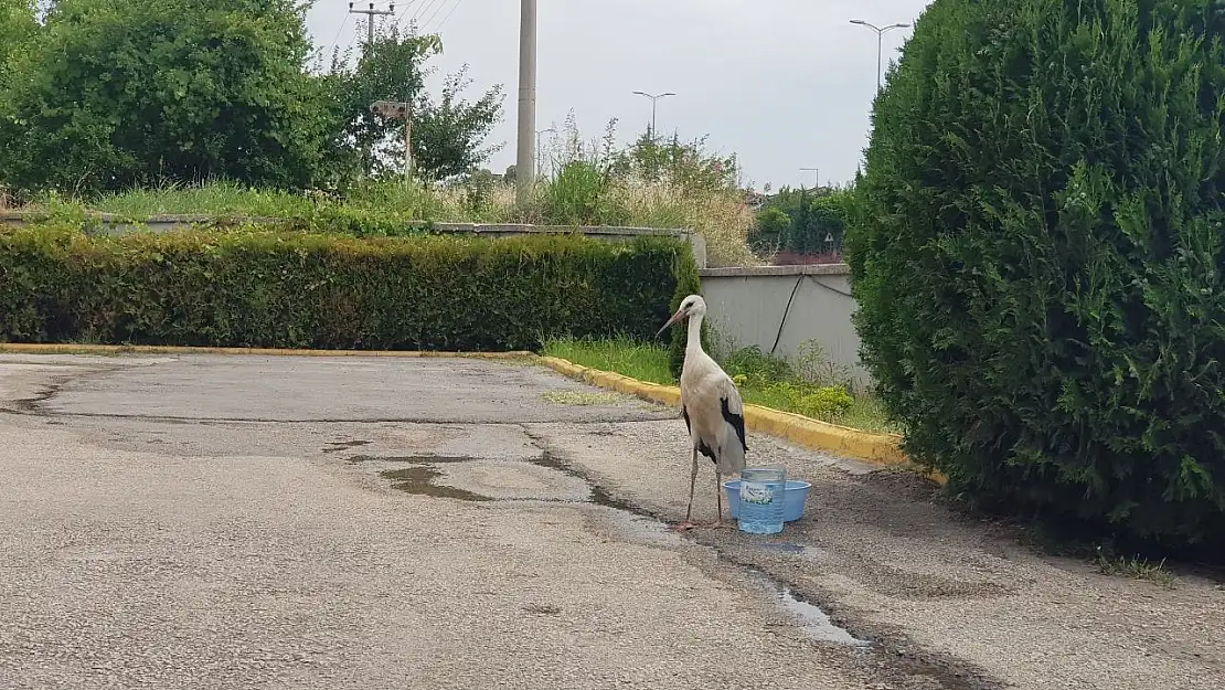 Yaralı Leylek tedavisinin yapıldığı Tarım Müdürlüğü bahçesinden ayrılmıyor