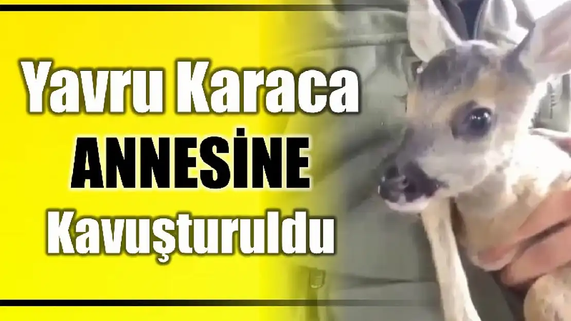 Yavru karaca annesine kavuşturuldu