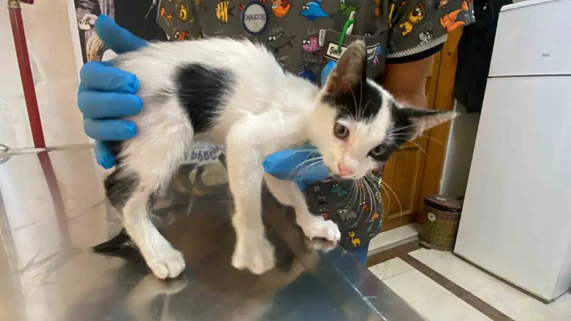 Yavru kedi ölümden döndü: Veteriner hekimden önemli uyarı