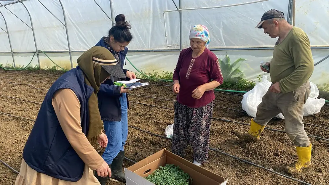 Yazlık sezon fide dikimi gerçekleştirildi