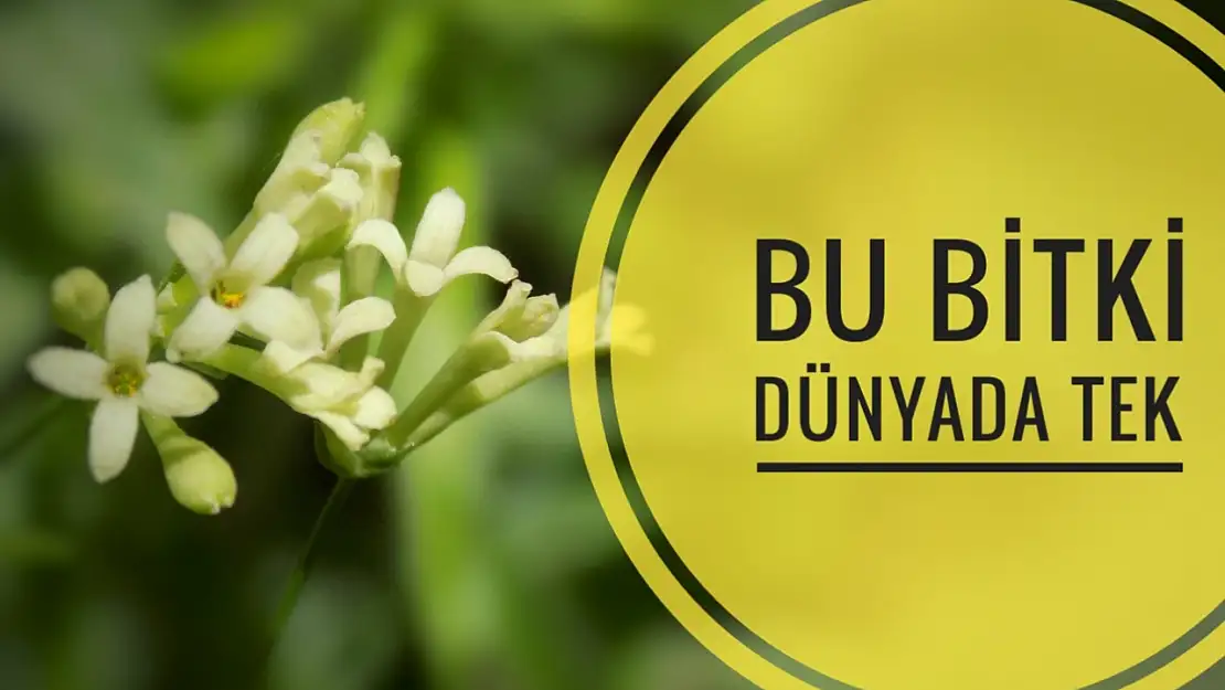 Yeni tür keşfedildi