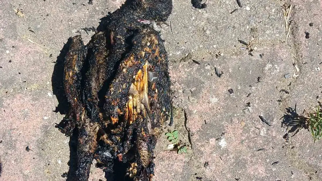 Yüksek gerilim hattına konan karga yangın çıkardı