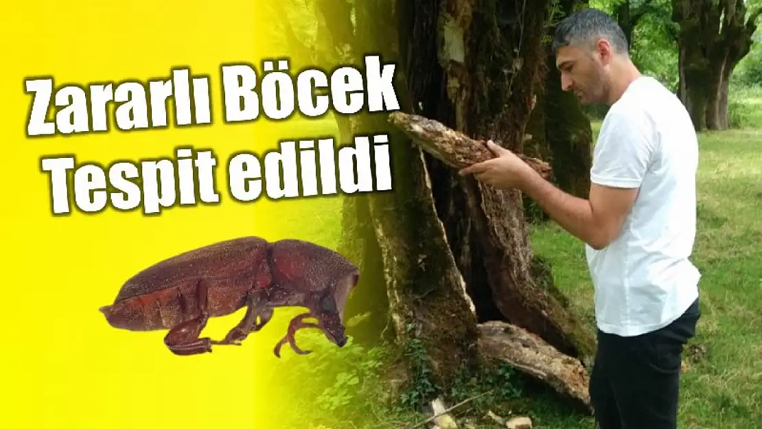 Zararlı böcek türü tespit edildi