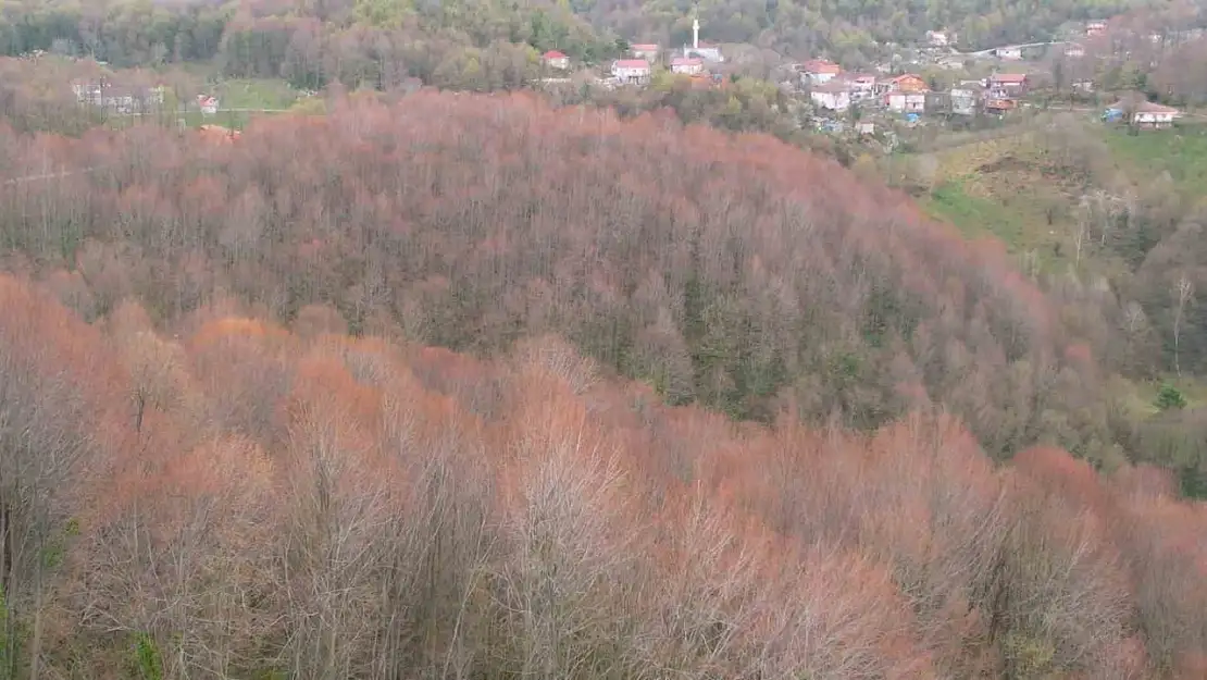 Zonguldak ormanları ilkbaharı renkleriyle karşılıyor