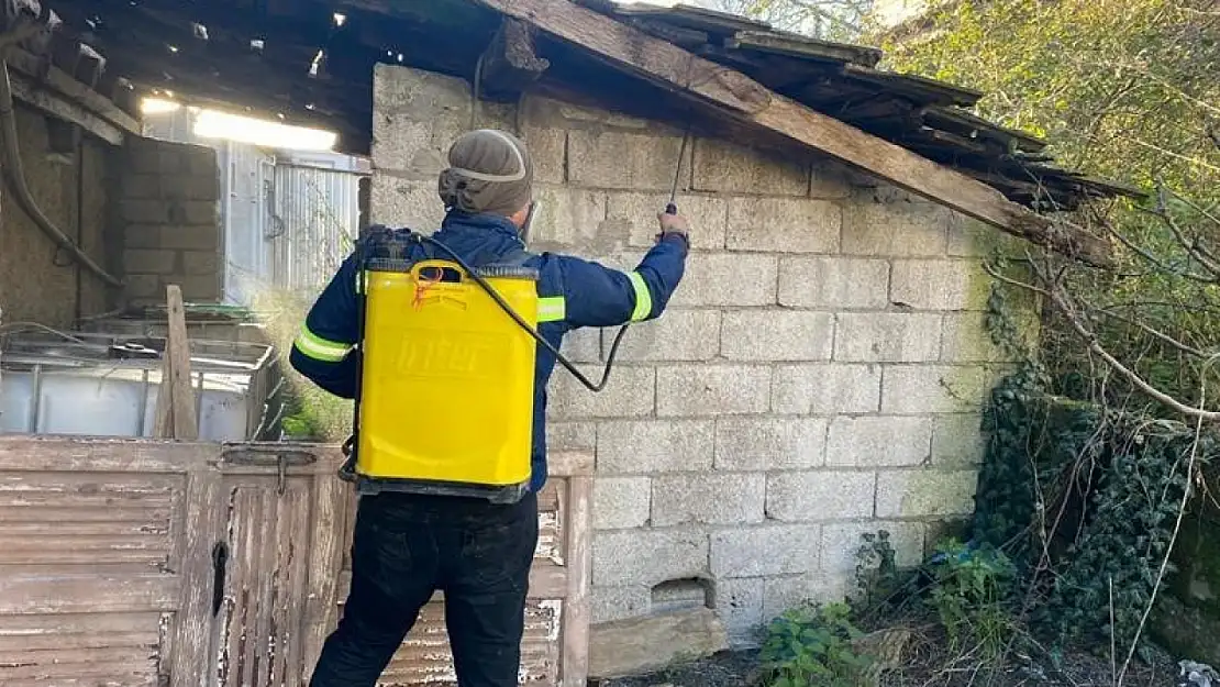 Zonguldak'ta kahverengi kokarcaya karşı mücadele sürüyor