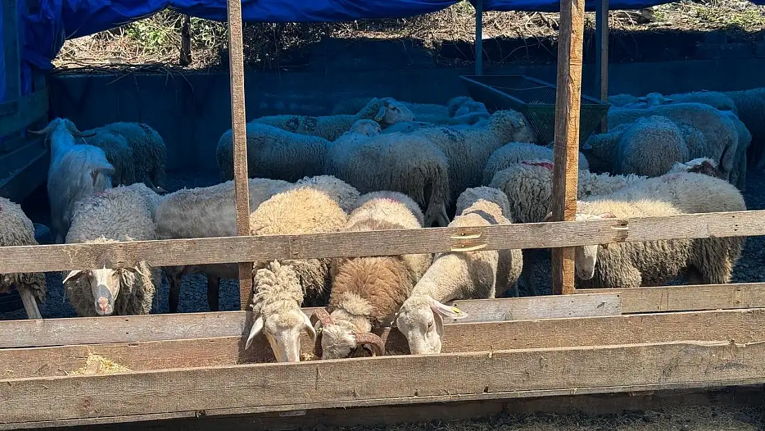 Zonguldak'ta kurban bayramına sayılı günler kala kurbanlık pazarında hareketlilik başladı