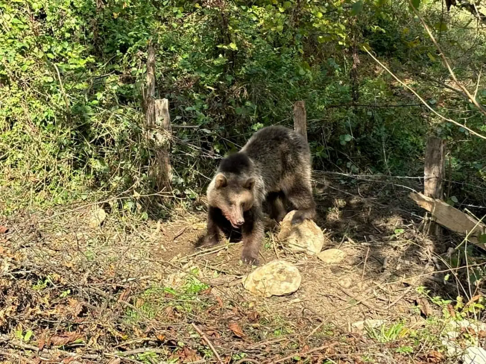 Ayı Kurtarma Operasyonu