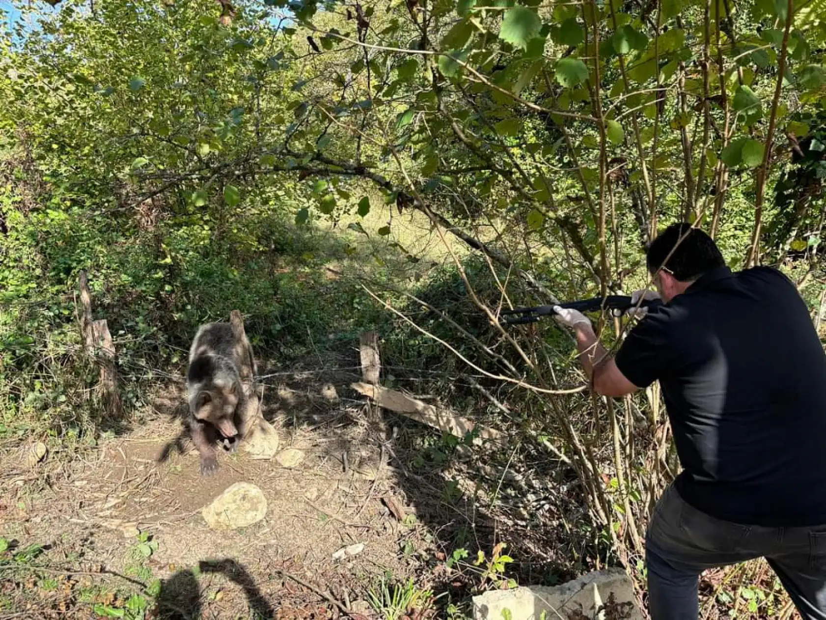 Ayı Kurtarma Operasyonu