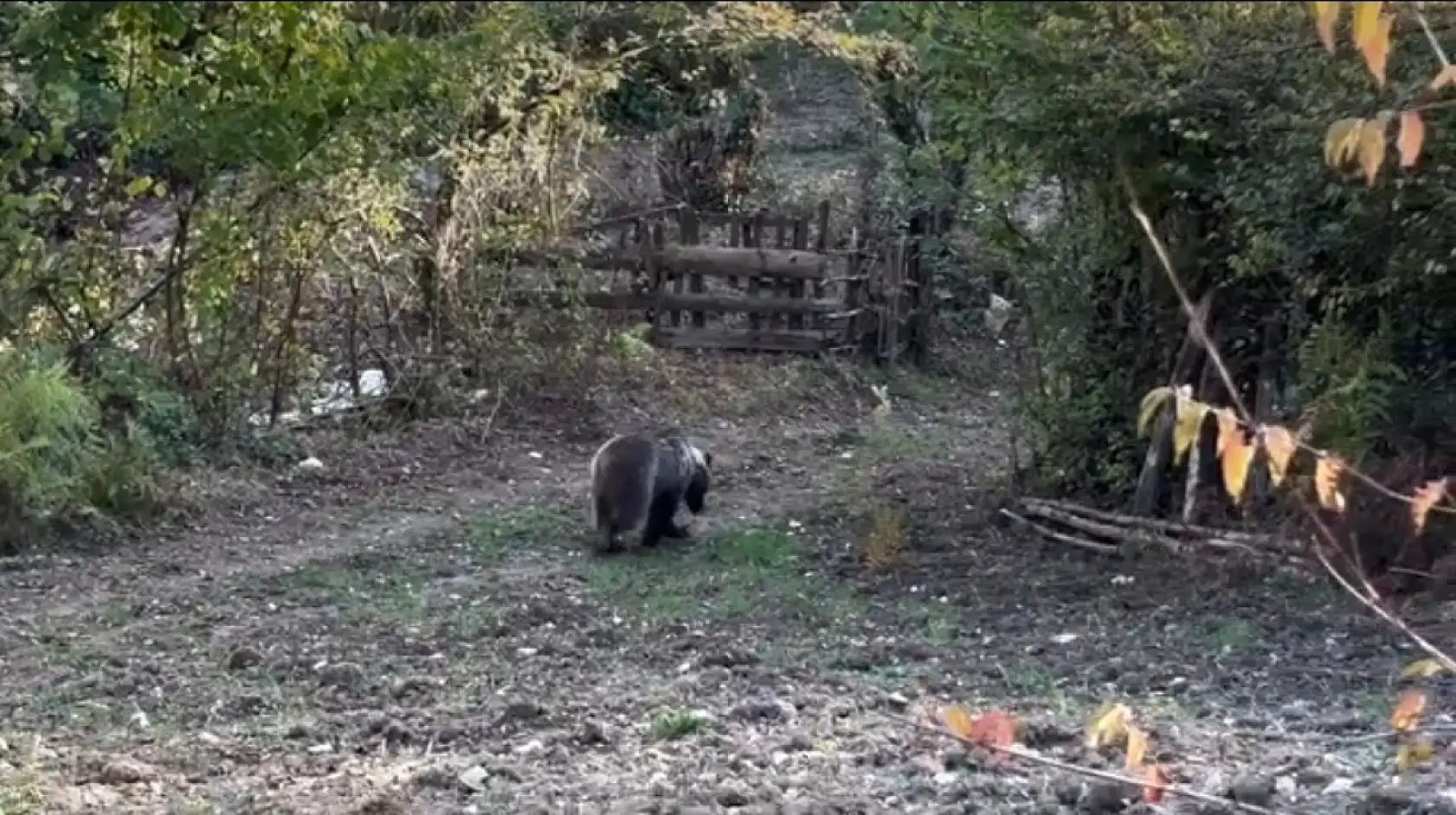 Ayı Kurtarma Operasyonu