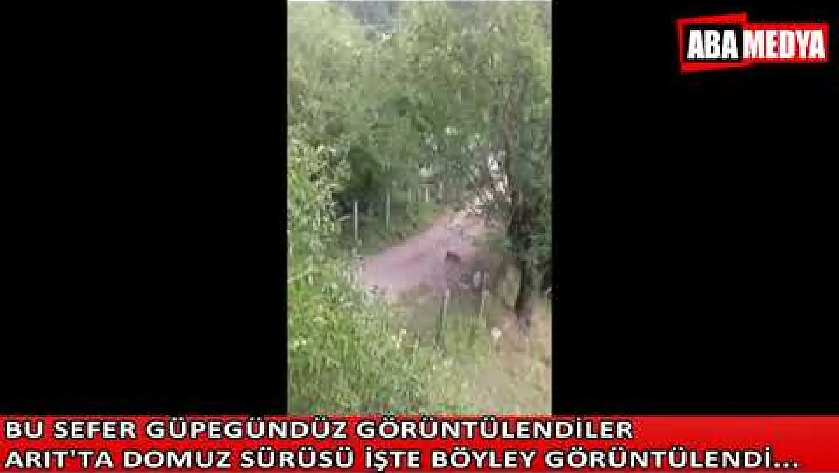 Çiftçilerin ve köylülerin korkulu rüyası domuzlar güpegündüz görüntülendi...