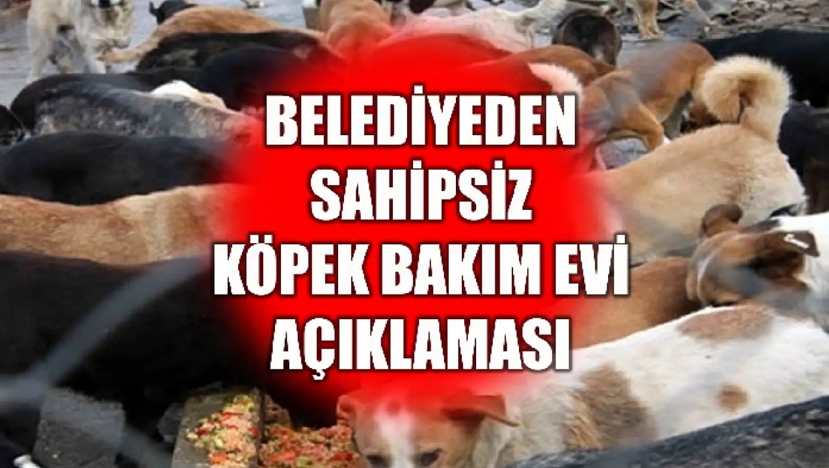 '32 köpek sahiplendirildi'