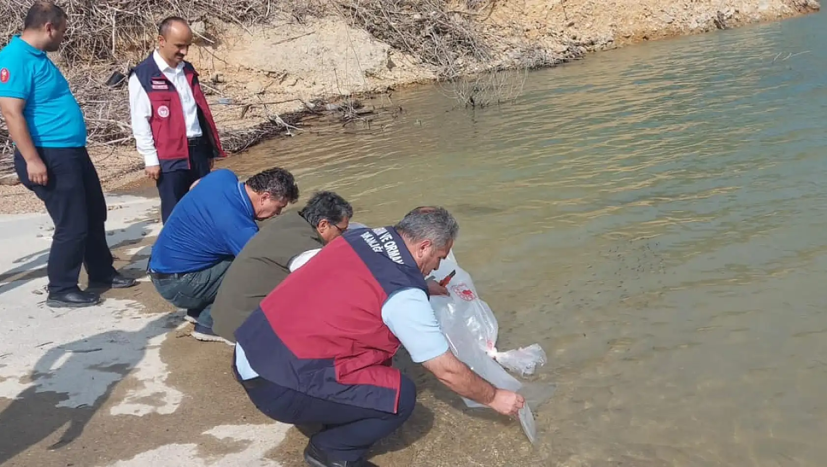 85 bin adet yavru sazan bırakıldı