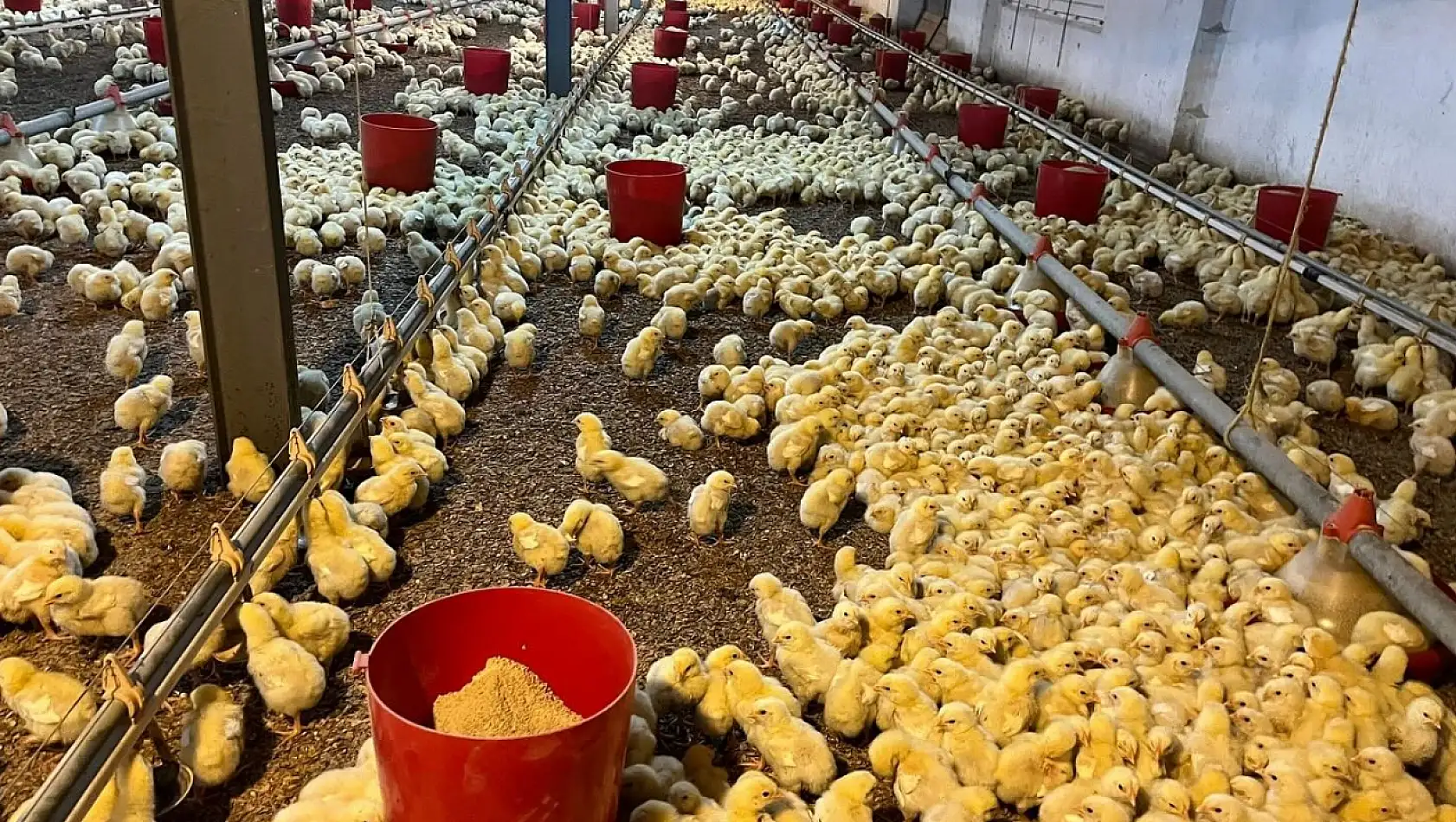 Alaplı'da kümes yangını korkuttu