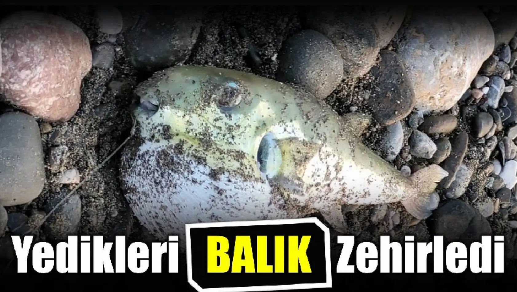 Balon balığı yediler zehirlendiler