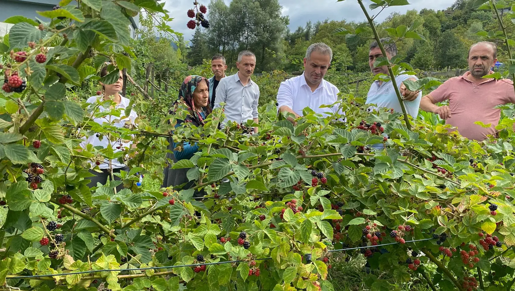 Böğürtlen ve kızılcık hasadı yapıldı