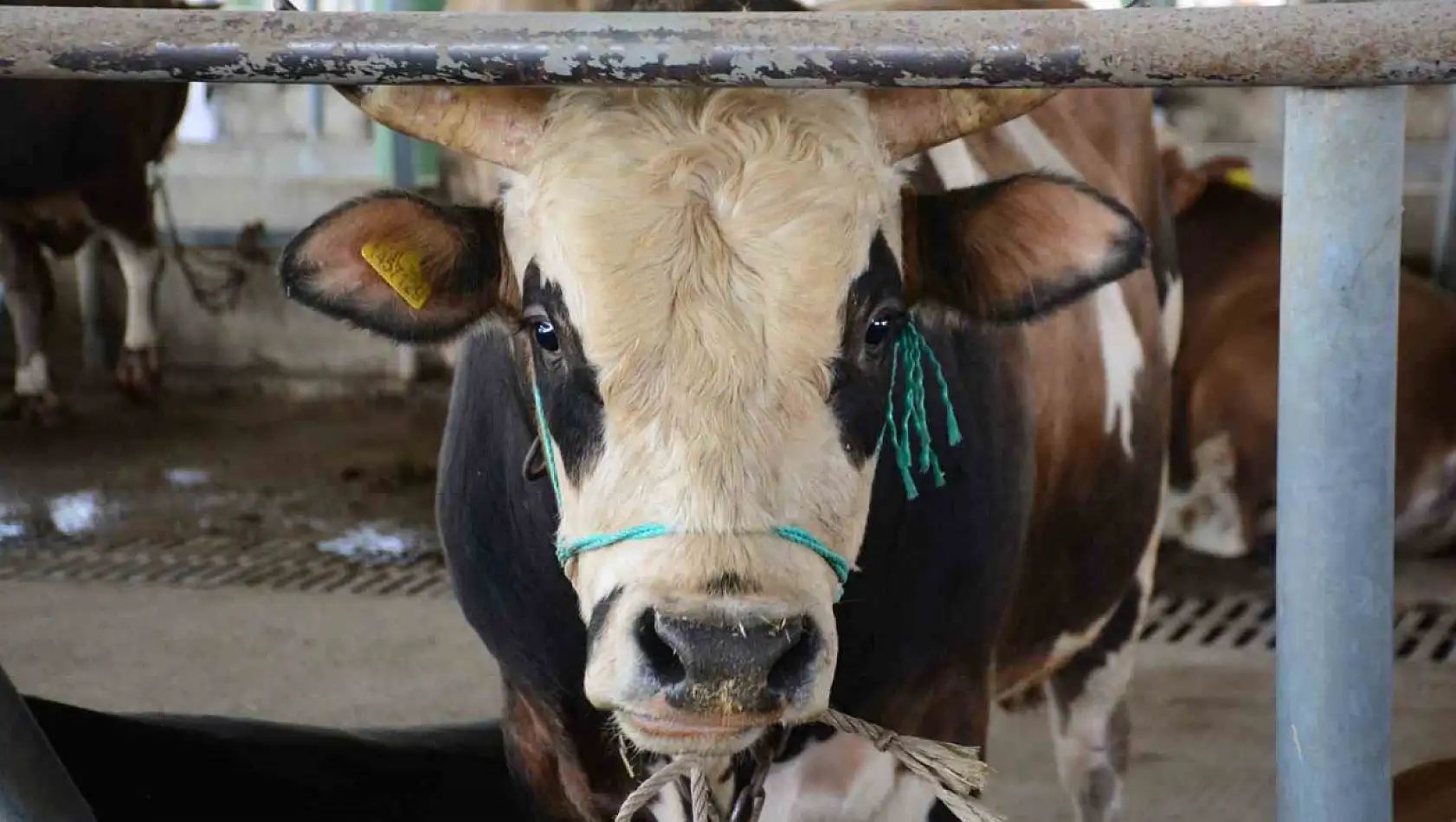 Bolu'da şap kısıtlamaları kaldırıldı